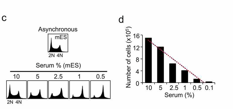 (c) Serum 농도 감소에 따른 세포주기 측정 (d) Serum 농도 감소에 따른 세포 수 측정
