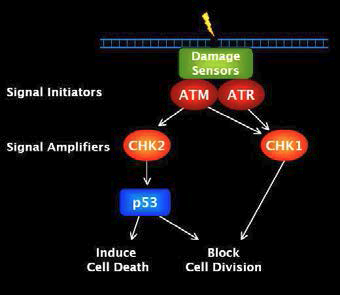 DNA 손상　회복을 위한 ATM ＆　ATR 의 신호전달　과정