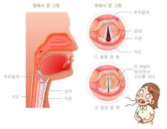 성대의 구조와 기능