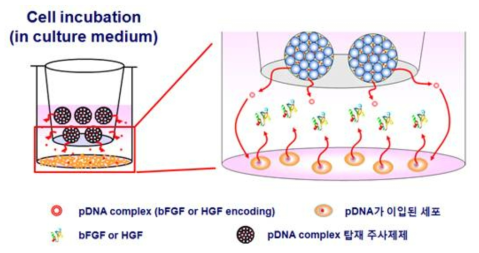 pDNA의 세포 내 이입 및 특정 생리활성물질 합성/방출 평가 모식도