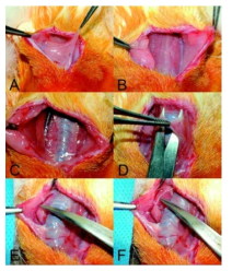 음성장애 동물모델 개발을 위한 예비실험 (토끼의 되돌이 후두신경 확인 과정).