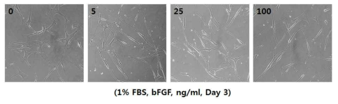 bFGF 농도별 인간 성대세포의 형태학적 특징.