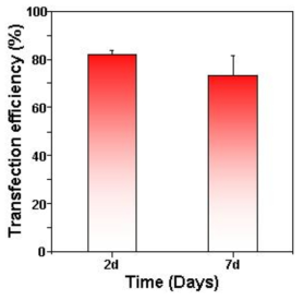 PCL 구형입자/PLGA 복합재료에서 방출된 plasmid DNA의 세포 이입효율.