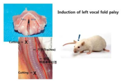 쥐를 이용한 성대 마비 동물 모델 확립.