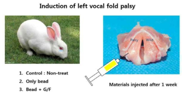 토끼 동물 모델에서의 주사제 주입을 통한 마비 성대 치료 방법.