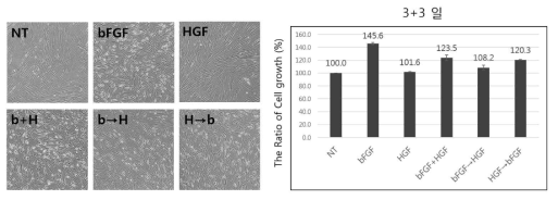 성장인자 처리에 따른 세포 형태 및 생장의 변화, NT, 대조군; bFGF, bFGF 단독처리군; HGF, HGF 단독처리군; bFGF+HGF, bFGF와 HGF 동시처리군; bFGF→HGF, bFGF 처리 후 HGF 순차처리군; HGF→bFGF, HGF 처리 후 bFGF 순차 처리군