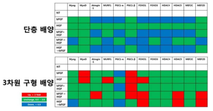 성장인자 처리에 따른 근위축 재생 관련 유전자의 발현량 비교.
