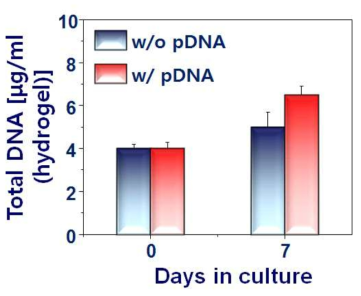 plasmid DNA가 탑재 유무에 따른 인간 성대세포의 증식 (DNA Contents).