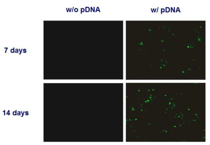 plasmid DNA가 탑재 유무에 따른 plasmid DNA 이입 효율을 보여주는 면역형광염색 분석 사진.