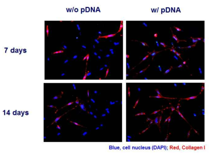 plasmid DNA가 탑재 유무에 따른 성대세포의 면역형광염색 분석 사진.