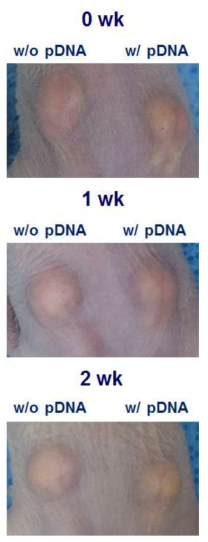 Plasmid DNA 탑재 유무에 따른 PCL 구형입자/Alginate/HA 복합재료의 부피 유지능 평가 (Hairless mouse).