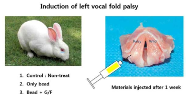 토끼 동물 모델에서의 주사제 주입을 통한 마비 성대 치료 방법.