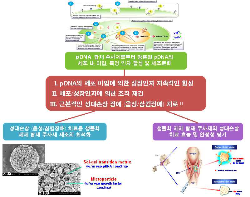 손상된 성대를 효과적으로 치료하기 위한 생물학 제제 탑재 고분자 주사제 개발 및 이의 성대재건 (음성/삼킴장애) 치료 시스템 개발