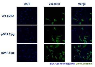 plasmid DNA가 탑재량에 따른 plasmid DNA 이입 효율을 보여주는 면역조직형광염색 분석 사진.