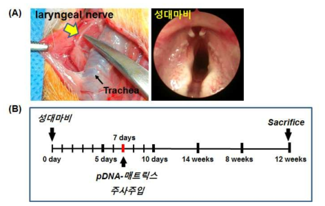 후두신경 절단을 성대마비 토끼 모델의 제조 모습 (A) 및 고분자 메트릭스의 주사주입 시점 (B).