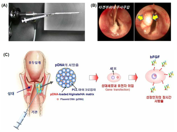 후두내시경이 장착된 성대주사주입 장치 (A)와 고분자 메트릭스의 주사주입 후 성대의 모습 (B), 그리고 pDNA 고분자 메트릭스의 성대조직내 bFGF 방출 메커니즘을 나타내는 모식도 (C).