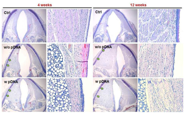 H&E 조직염색을 통한 주사주입된 성대조직의 전체 histology.