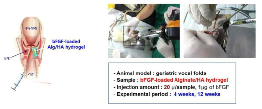노화쥐 성대에 성장인자가 탑재된 하이드로겔의 주사주입.