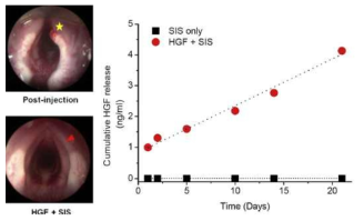 HGF가 포함된 SIS 하이드로겔의 성대마비 동물모델의 적용.