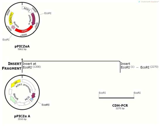 pPICαA-CDH 제작 모식도