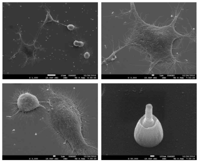 나노선 소자 상에 배양 및 nerve growth factor를 통해 뉴런 신경 세포로 분화된 PC-12 cell line의 SEM 이미지