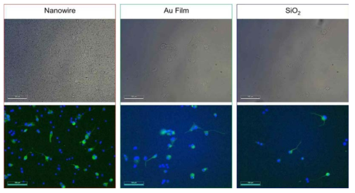 나노선 소자 및 평평한 Au Film 및 SiO2 기판 상에 배양된 PC-12 cell의 광학 및 형광 현미경 이미지