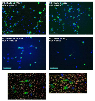 나노선 신경 소자를 통해 세포 내부로 전기 자극이 가해진 PC-12 cell, 나노선 신경 소자 위 자극 없이 배양된 PC-12 cell, Au 전극을 통해 세포 외부로 전기 자극이 가해진 PC-12 cell 및 자극 없이 SiO2 기판 위에 배양된 PC-12 cell 의 형광 현미경 이미지 (위, 가운데). 나노선 신경 소자 상에 PC-12 cell 내부로 나노선 전극이 투입된 채로 세포 손상 없이 PC-12 cell 들이 배양 및 분화 된 것을 보여주는 Two-Photon 이미지 (아래)