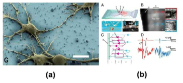 (a-좌측) top down으로 만든 나노선과 해마신경세포 (b-우측) 1차원 나노선 소자를 통한 brain slice mapping