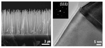 Si 나노선이 SEM 및 TEM 사진