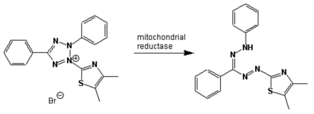 MTT assay 의 원리 모식도