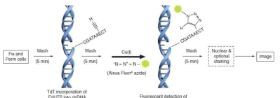 TUNEL assay 의 염색 원리 모식도