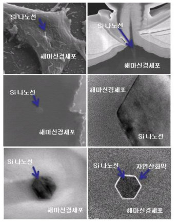 투과 전자 현미경을 이용한 나노선 신경세포 계면 분석