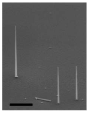 수직 성장된 나노선의 SEM 사진
