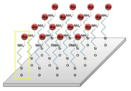 실리콘 기판 위 금 나노입자 도포를 위한 APTES 코팅층 모식도