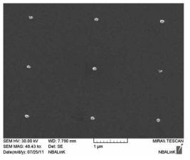 Electrodeposition을 이용하여 금 나노입자를 실리콘 기판 위에 석출시킨 것을 관찰한 주사전자현미경 사진