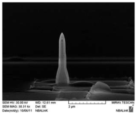 백금 전도층을 도포한 후 다시 최종 passivation층이 증착된 나노선 전극의 주사전자현미경 사진