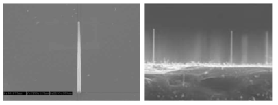 50 nm 사이즈의 Au colloid를 사용하여, 직경 < 100 nm, 길이 ~ 4μm 로 수직하게 합성된 Si 나노선의 45o tilt된 SEM 이미지(좌), 및 cross-sectional SEM 이미지(우)