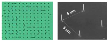 패턴된 형태로 수직 합성된 Si 나노선 어레이의 광학 현미경 이미지(좌), 및 45o tilt된 SEM 이미지(우)