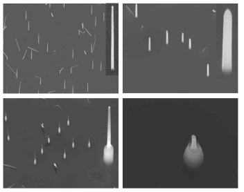 수직하게 합성된 Si 나노선(좌상), SiO2로 1차 passivation된 나노선(우상), 신경 신호 검출을 위해 나노선 부분만 선택적으로 에칭된 기판(좌하), 탐침형 나노전극이 형성된 나노선의 45tilt된 SEM 이미지(좌우)