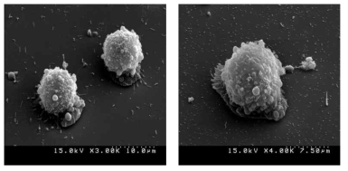 나노선 상에 적합한 조건으로 배양된 GH3 세포의 SEM 이미지