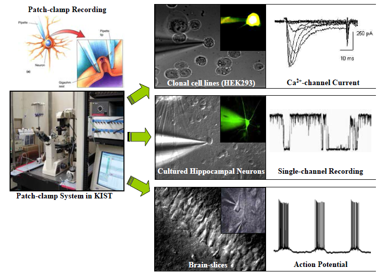 세포전기 신호 확립에 사용된 whole-cell patch-clamp 측정기기 및 HEK293 cell, cultured rat hippocampla cell과 hippocampus를 포함하는 뇌절편에서의 전기신호 측정