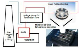 상호작용 FRET 측정을 위한 세포 microfluidic chamber