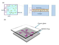 (a) (b) 3차원 배양을 위한 미세유체 칩의 개략도
