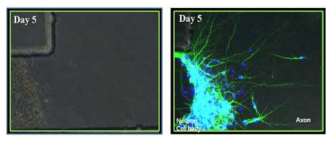 미세유칩내의 axon growth 관찰