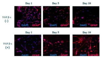 미세유칩내 3차원 배양된 아교 세포의 TGF-β1에 따른 활성도