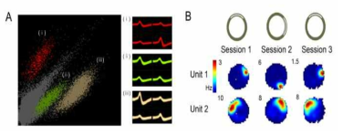 A. cluster analysis로 분리 된 단일세포의 파형 B. 주어진 장소에 대해 place cell 의 발화패턴과 피크 firing rate의 수치