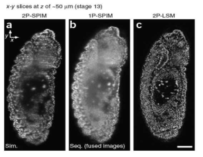 1P-SPIM 및 2P-LSM (laser scanning microscpy)와 2P-SPIM으로 획득한 파리 embryo들의 2D 이미지 비교