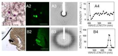 세포막 단백질 결정의 이미지와 이광자 스펙트럼 측정 결과