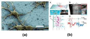 (a) top down으로 만든 나노선과 해마신경세포 (b) 1차원 나노선 소자를 통한 brain slice mapping