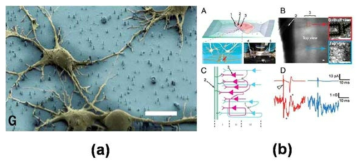 (a-좌측) top down으로 만든 나노선과 해마신경세포 (b-우측) 1차원 나노선 소자를 통한 brain slice mapping